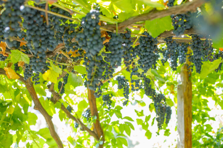 Facts About Grapes